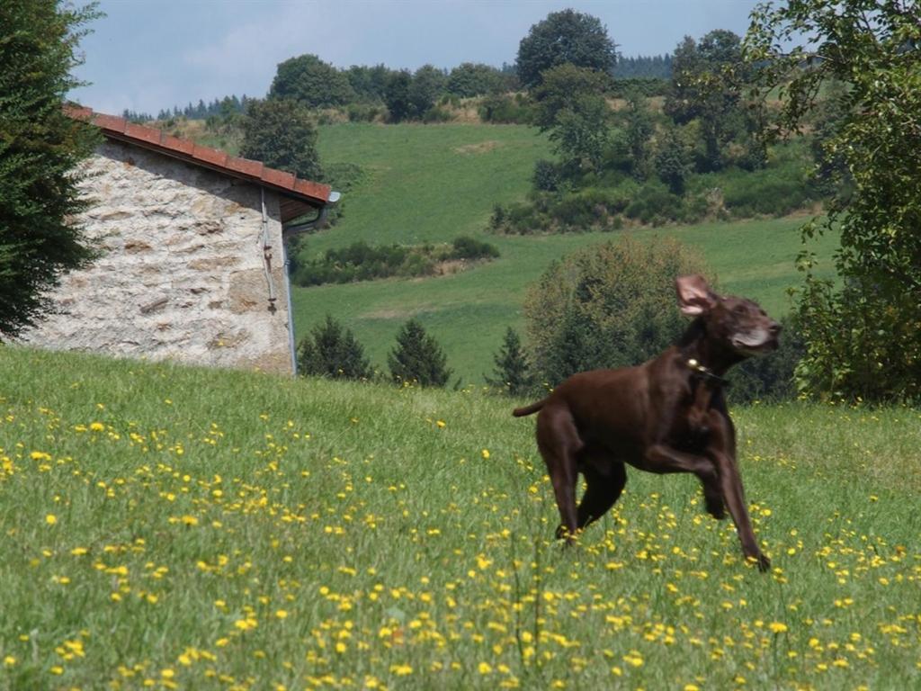 Château des Marcilly Talaru Chalmazel-Jeansagniere Exterior foto